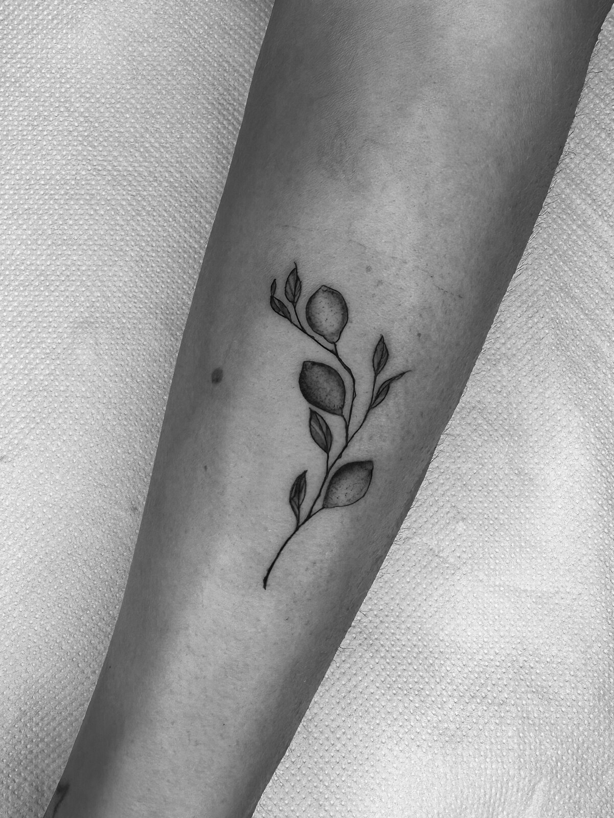 Tatouage végétal eucalyptus sur l'avant-bras